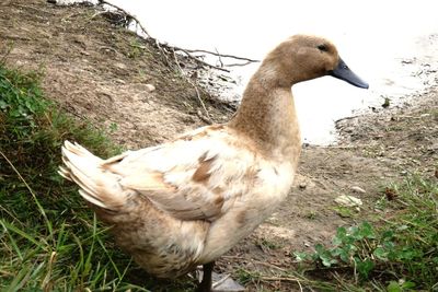 Close-up of duck on field