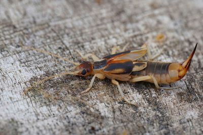 Close-up of insect