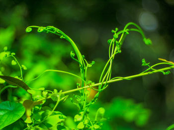 Close-up of fresh green plant