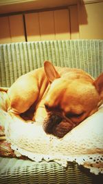 Dog sleeping on ground