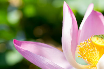 Close-up of pink flower