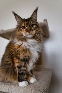 Charming maine coon cat looking at the camera on cat tree near the light wall scratching post.