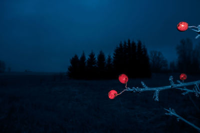 Artistic scenery of red berries in throrny branches and trees in the distance. 