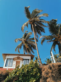 Low angle view of coconut palm tree against sky