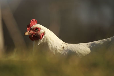 Close-up of rooster