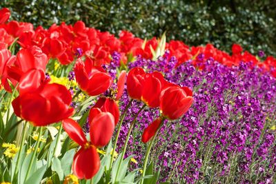 Close-up of red tulips blooming in field