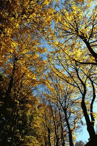 Low angle view of tree