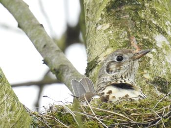 Close-up of owl perching on tree