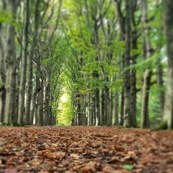 Trees in forest