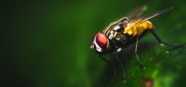 Close-up of fly on leaf