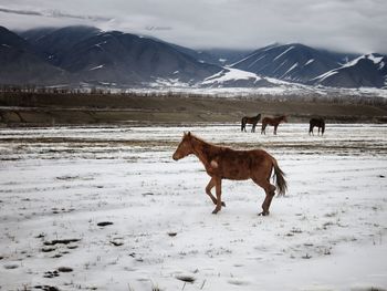 Horses on snowcapped landscape against mountains