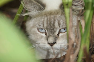 Close-up portrait of a cat