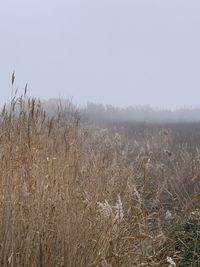 Scenic view of field against clear sky