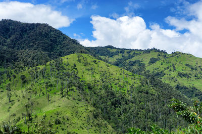 Scenic view of cocora valley against cloudy sky