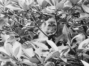 Monkey on tree