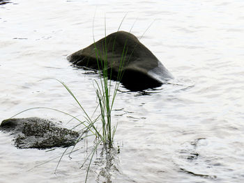 High angle view of animal on land