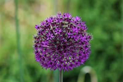 Close-up of fresh purple flowers blooming outdoors