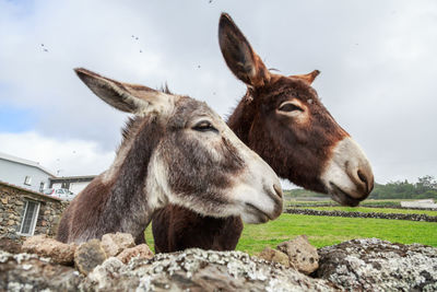  close-up of a horse and a donkey on field