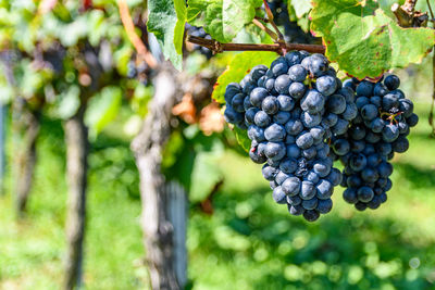 Grapes growing in vineyard