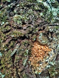 Close-up of moss growing on tree trunk