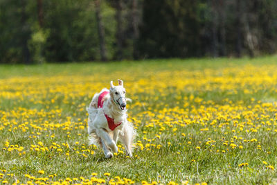 Borzoi dog in red shirt running and chasing lure in the field on coursing competition