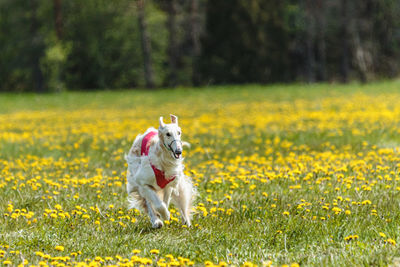 Dog running on field