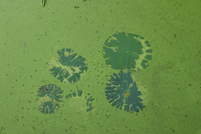 High angle view of leaves floating on water