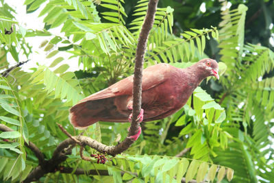 Bird perching on a tree