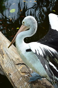 Close-up of swan in lake