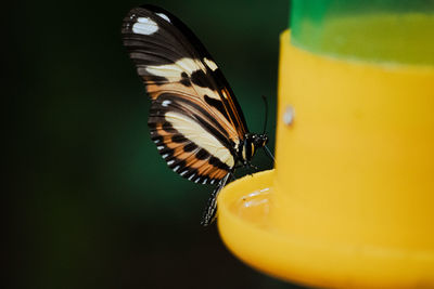 Close-up of butterfly on yellow flower