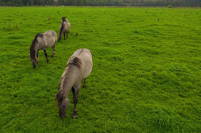 White mustangs grazing grass on the farmland. group of animals on pasture. endangered wild horse