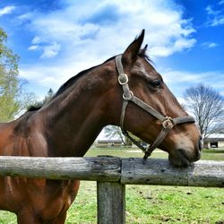 Horse standing in ranch against sky