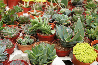 High angle view of succulent plants in market