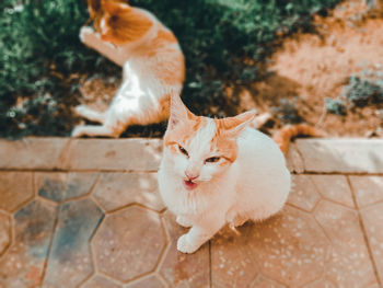 High angle view of cat sitting on floor