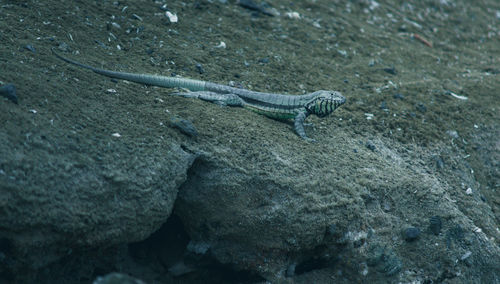 High angle view of lizard on rock