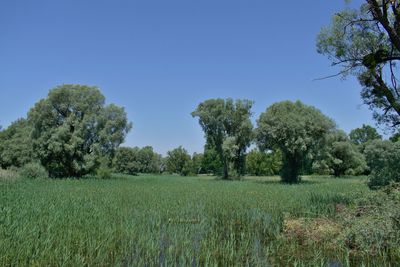 Scenic view of field against clear sky