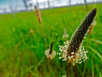 Close-up of plant growing on field