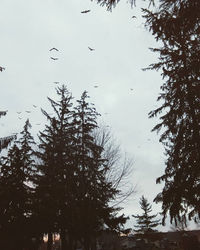 Low angle view of bare trees against sky