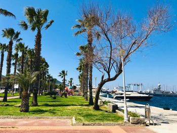 Palm trees by sea against sky