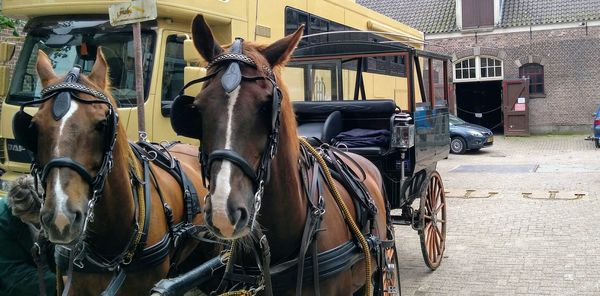 Horse cart on street