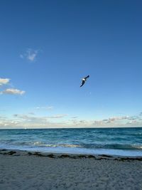 Seagulls flying over sea