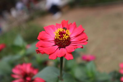 Close-up of pink cosmos flower