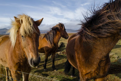 Icelandic horses in the field in iceland