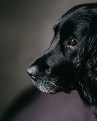 Close-up of dog looking away