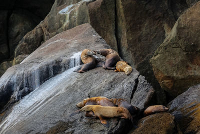 High angle view of stellar sea lions on rocks