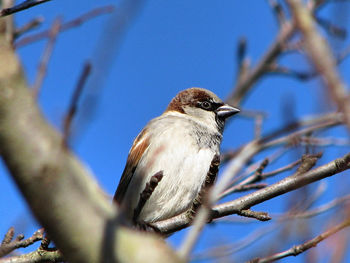 Low angle view of bird perching on tree