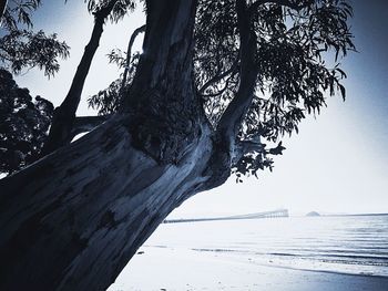 Tree by sea against clear sky