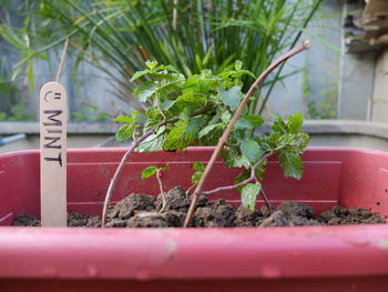 Mint leaf growing in yard