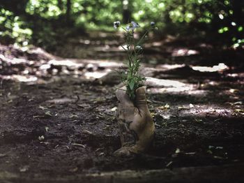 Close-up of lizard on tree
