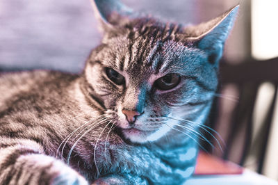 Close-up portrait of a cat